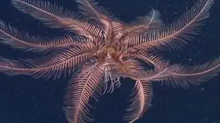 Feather Stars and Sea Lilies