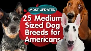 Top 25 Medium Sized Dog Breeds for American (MOST UPDATED)