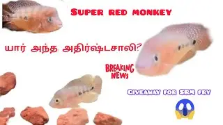 Lucky three persons 👌 Giveaway for Super Red Monkey frys in Tamil #fast #limited #flowerhorn