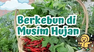 Berkebun di Musim Hujan