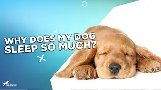Why Do Dogs Sleep So Much?