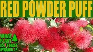 Red Powder Puff -  An attractive plant to bees, butterflies and/or birds.