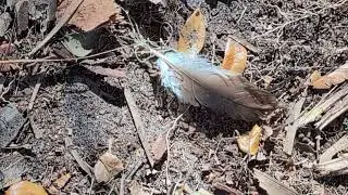 Brown & White Feather on Forest Floor, Lake Jesup Conservation Area East Tract! Oviedo, Florida 