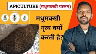 APPICULUTRE (मधुमक्खी पालन) कैसे होता है?  मधुमक्खी के डंक में कौन सा अमल पाया जाता है ?  SCIENCE 