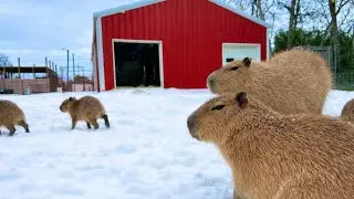 All of My Animals Froze to Death (starting over)