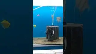 #angry fish கண்ணாடியை தொட்டால் கோபப்படும் angel fish#shorts
