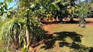 Ponto tur&iacute;stico Foz do Igua&ccedil;u : pesque pague recanto tranquilo.