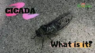 Cicada | What is it? | TheSciBuddies #cicada #cicadainsect