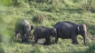 Family Animal Sound - cat, cow, dog, hen, chicken, rabbit, elephant, giraffe, Animal sound