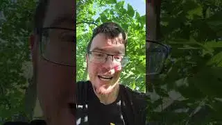 Up in a Ginkgo tree!