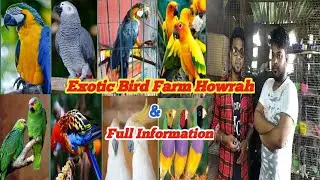 ALL TYPE EXOTIC BIRD FARM HOWRAH | FULL INFORMATION BEFORE BREEDING SEASON START | BIRD SALE