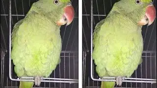 Parrot stands on one leg😍🤩#oneleg #shorts