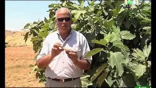 البرنامج الارشادى لاشجار التين السلطانى (( مصر )) 2