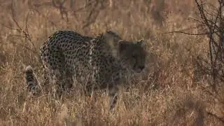 Cheetah Mom and youngster out on a walk marking their peace of Kruger National Park