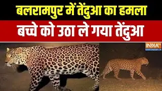 Balrampur News :  बलरामपुर में तेंदुआ का हमला, मां की गोद से बच्चे को उठा ले गया तेंदुआ