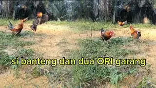 KEDUA ORI INI TERGANGGU SAAT ADA SI BANTENG DIWILAYAHNYA