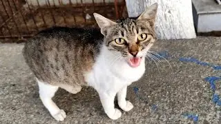 While passing by, I saw a stray cat meowing at me, so I stopped and fed it.