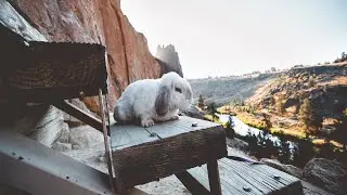 4k | Cinematic ambient video of adventure bunny🐰