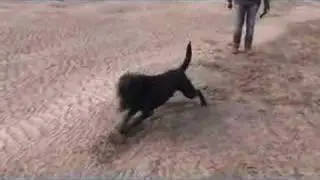 Toby pushes a rock