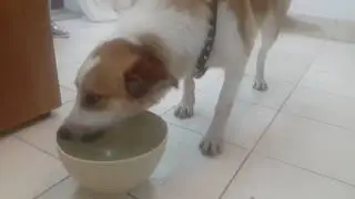 EVO: The Dog Without a Tongue Drinks Water