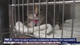Tips for avoiding common spring pet hazards