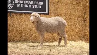Lot 16 Shalimar Park Merinos