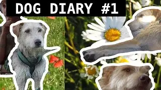 Dog Diary #1 || Running, chilling and other stuff