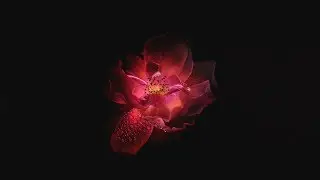 I Offer You My Heart - Jesus Sananda Channeling