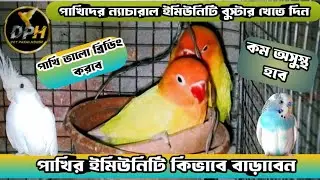 Natural Immunity Booster for Birds Breeding।🔥।lovebirds breeding tips।🔥।budgies breeding tips।🔥।