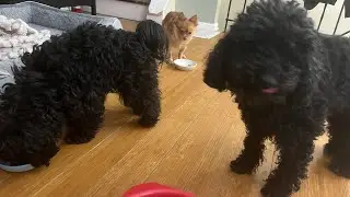 Cooking healthy dog food in my kitchen