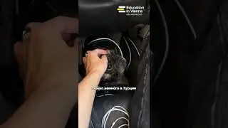 Я пес Фин, и я переехал в Австрию