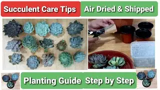 Succulent Guide & Care | Unboxing & Planting Air Dried Succies from Benguet