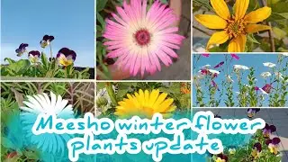 Meesho winter flower plants update video # flowergardeing #terracegardenindia #youtubevideos