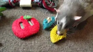Rat Toy Ideas