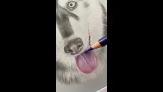 🐾 #husky #huskylife #petportrait #pets #petartist #artistsoftiktok #drawing #dogs