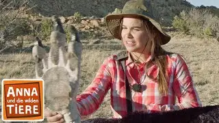 Auf den Spuren der Dinosaurier | Reportage f&uuml;r Kinder | Anna und die wilden Tiere