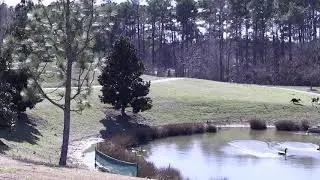 Geese Removal