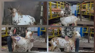 South Mumbai Desi Ke Rate Main Barbari | King Goat Farm Guddu Bhai | Fast Book Karo All India Lelo.