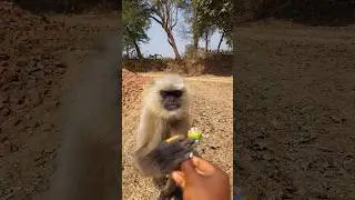 A Quiet Encounter With A Langur!