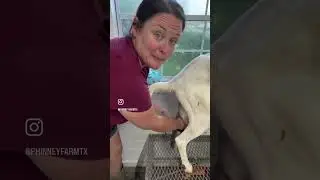Goat Poop on the Milk Stand