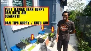 Pergi Melawat Tempat Pembiakan Ikan guppy dan Kutu air Fuhh belanje !