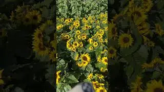 #pyinoolwin #flowers #city #myanmar #shorts #youtube #youtubeshorts #video #shortvideo #fyp #foryou