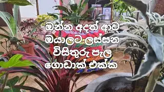 ගෙදරටම ගෙන්වාගන්න 0773958474 🥰🥰 #plantsforsale 