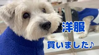 ミニチュアシュナウザー　モク物語🐶 第２３４話はじめてのお洋服🐶