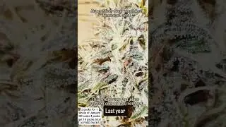 Nevil's legendary Swiss Thai Nevil strain ( Greenhornets 82 Thai x Nevil Haze 21) x my SSSDH clone