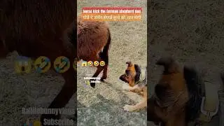 Horse kick the German shepherd dog #short #trending #funny #dog #youtubeshorts #shorts #ytshorts