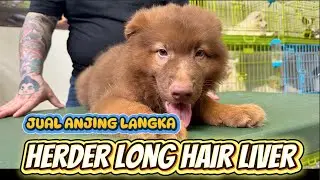 Jual Anjing Langka Herder Long Hair Warna Liver