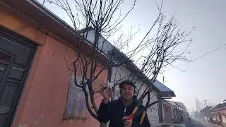Усиб кетган бехини шакл (абрезка) килиш