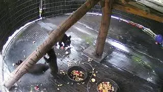 The Eight Cubs at Appalachian Bear Rescue