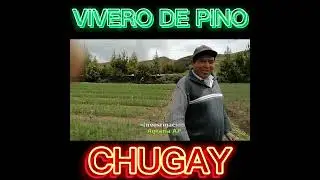 #Short# Vivero de Pino a Raiz desnuda